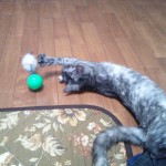 ネズミ付きボールだにゃん