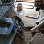 キャットタワーが出来たにゃん