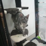 ウィンドウの中のりん