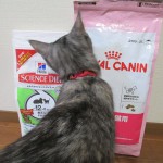 キャットフードと猫マット