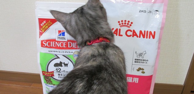 キャットフードと猫マット