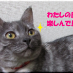 お転婆お嬢さん猫の日記