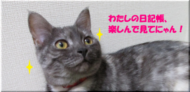 お転婆お嬢さん猫の日記