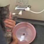 りん、初めてのお風呂