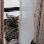 のんびりお仕事中