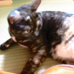 久しぶりにハッスル