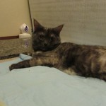 久しぶりの更新