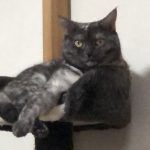 ７歳になったりんちゃん