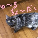 りんちゃんの変化