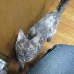 夢こたつゲット