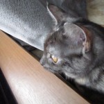 台風１８号上陸