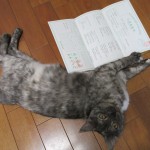 血統書が着たにゃん