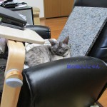 じぃじぃの椅子は居心地がいいにゃん