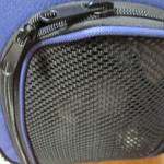 りん　避妊手術当日