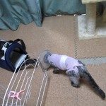 りん　避妊手術　２日目