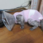 りん　避妊手術　３日目