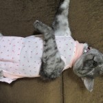 りん　避妊手術　５日目