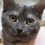 りん　避妊手術　６日目