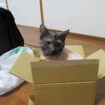 りん　避妊手術　８日目