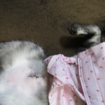 りん　避妊手術　９日目