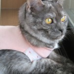 りん　避妊手術　１１日目