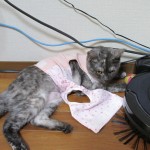 りん　避妊手術　１２日目　抜糸