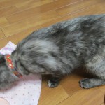 術後服から解放だにゃん