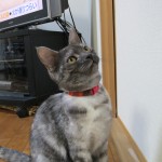 新しいおもちゃだにゃん