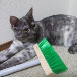 りんの歯ブラシ