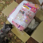 さんぽみちが来たにゃん