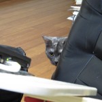 なにかいるにゃん！