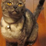 黒い動くものが！